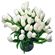 белые тюльпаны. Болгария
